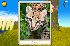 Ocelot