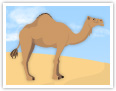 Dromedary