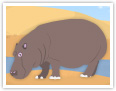 Hippopotamus