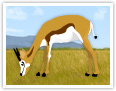 Springbok