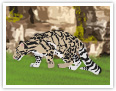 Clouded leopard