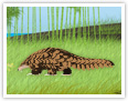 Pangolin