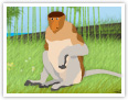 Proboscis monkey