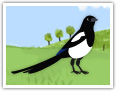 Magpie