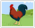 Rooster