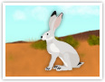 Black-tailed Jackrabbit