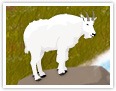 Mountain Goat