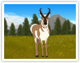 Pronghorn