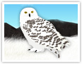 Snowy Owl