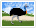 Cassowary