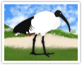 Ibis