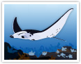 Manta ray