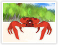 Red crab