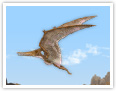 Pteranodon